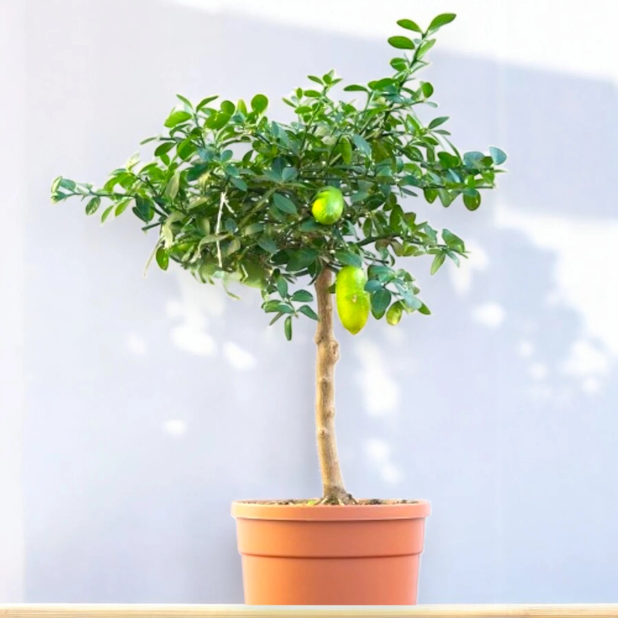 Nandina domestica 'Lemon-Lime'