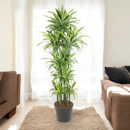 Nandina domestica 'Lemon-Lime'