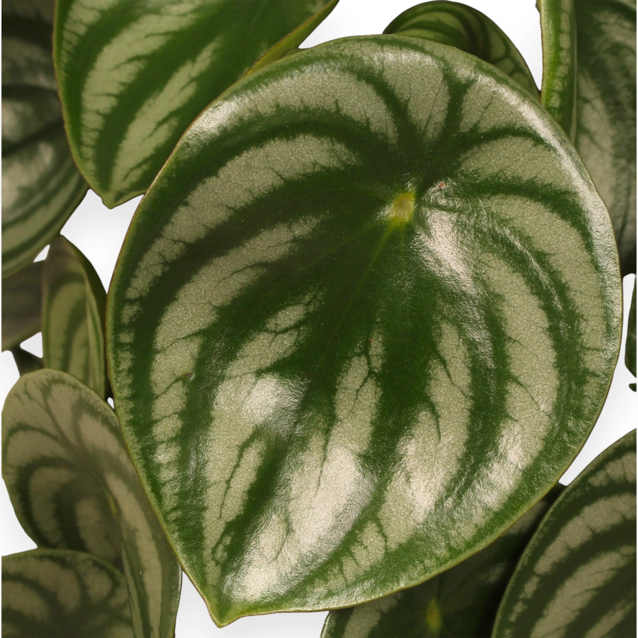 Peperomia argyreia
