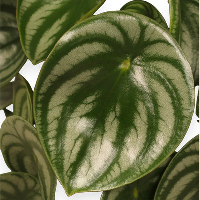 Peperomia argyreia
