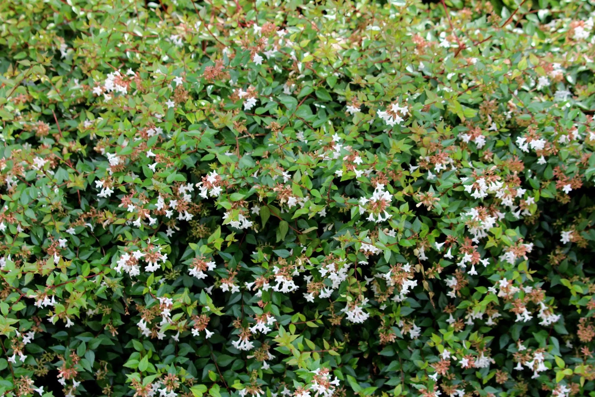 Dettaglio fiori bianchi tubulari profumati di Abelia grandiflora con foglie verde scuro lucenti