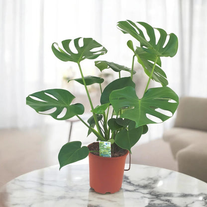 Monstera deliciosa