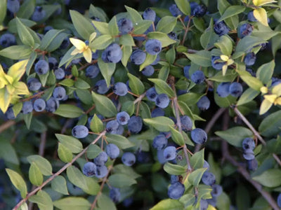 Fiori bianchi delicati di Myrtus communis con stami evidenti e foglie ovali lucide