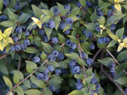 Fiori bianchi delicati di Myrtus communis con stami evidenti e foglie ovali lucide