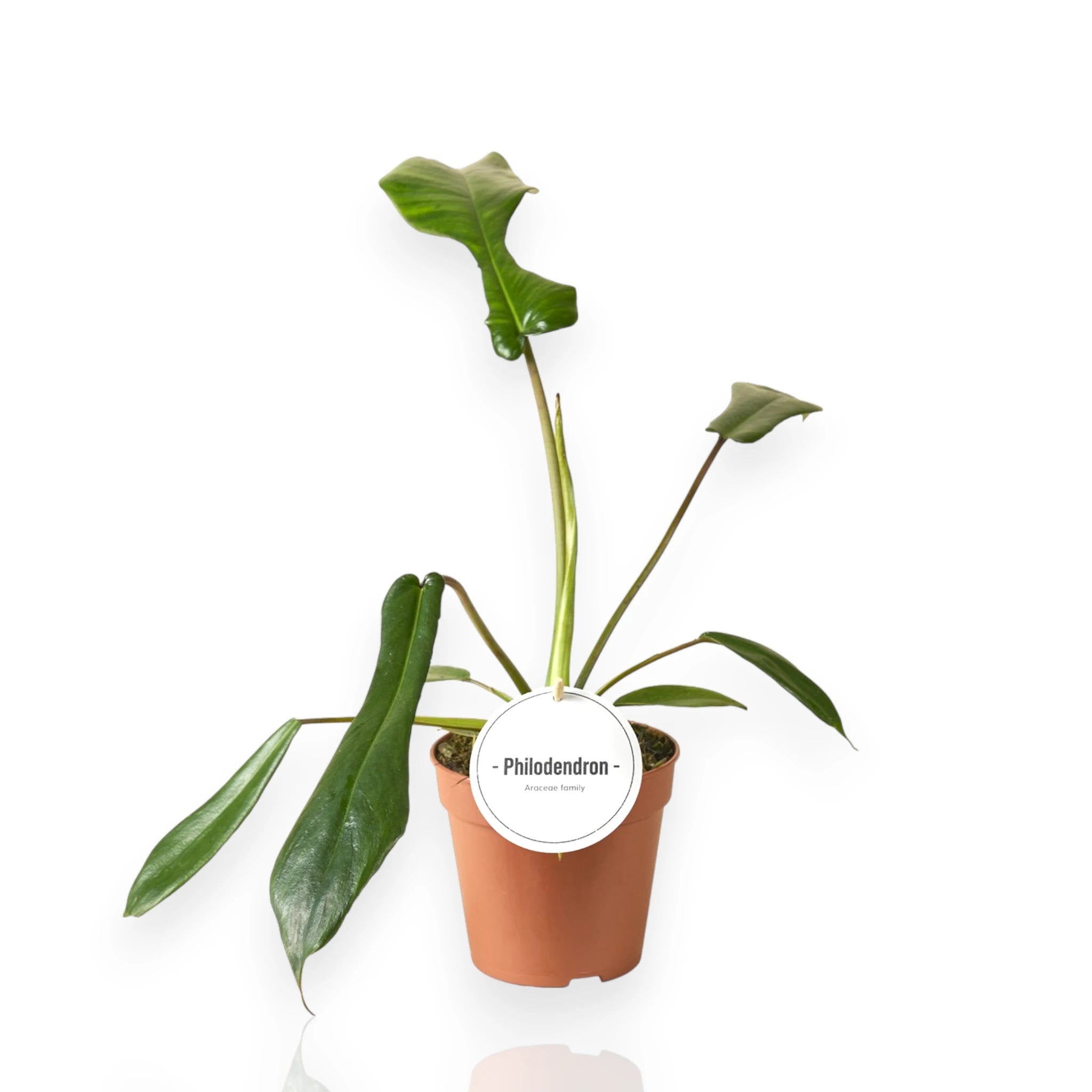 Philodendron Joepii con caratteristiche foglie incise e allungate in vaso da interno
