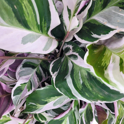 Dettaglio foglia Calathea White Fusion con variegature bianco-crema su base verde