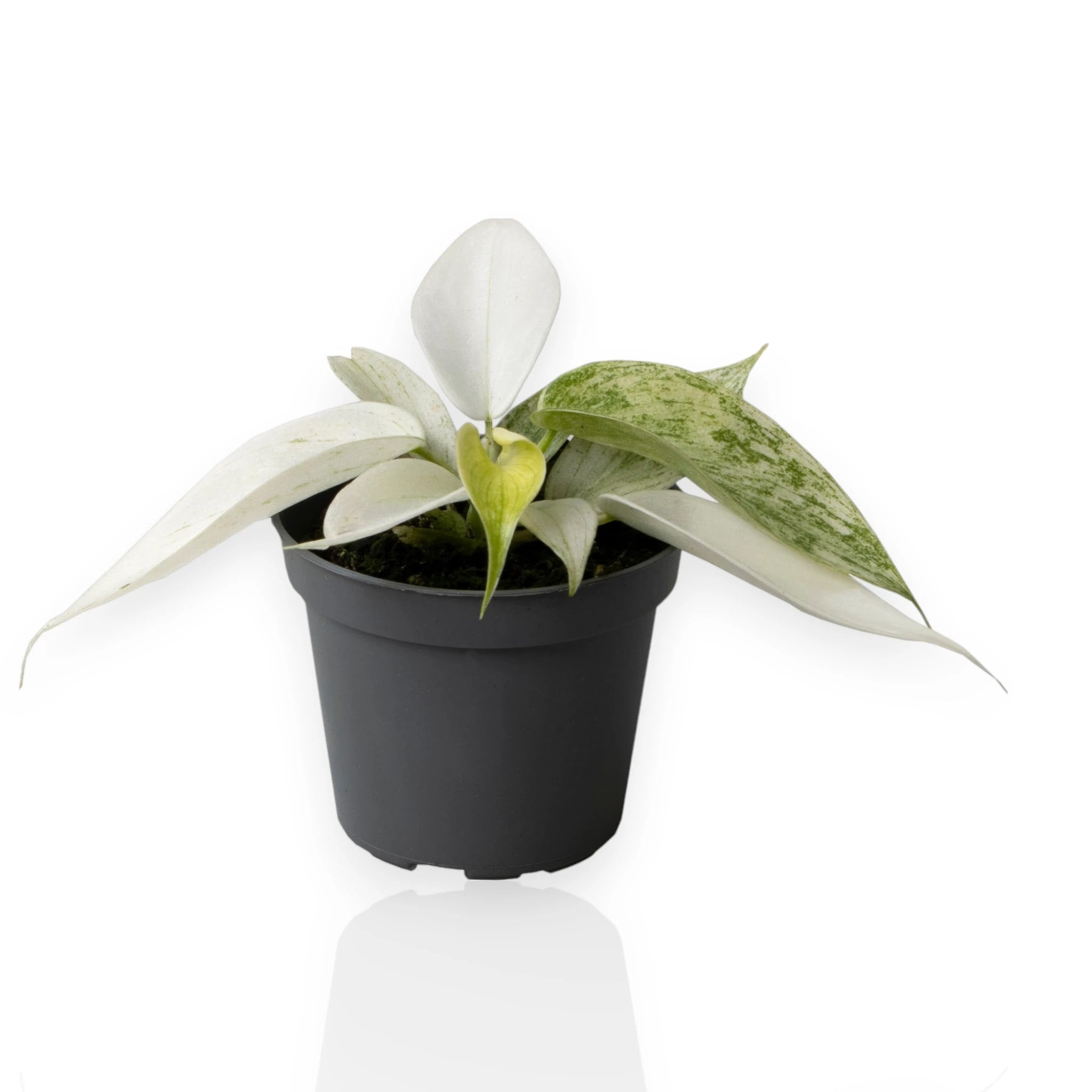 Philodendron Florida Ghost in vaso con foglie bianche e verdi in trasformazione per interni moderni
