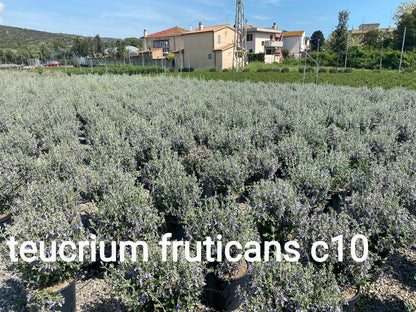 Teucrium fruticans arbusto sempreverde con foglie argentate e fiori azzurri in giardino mediterraneo