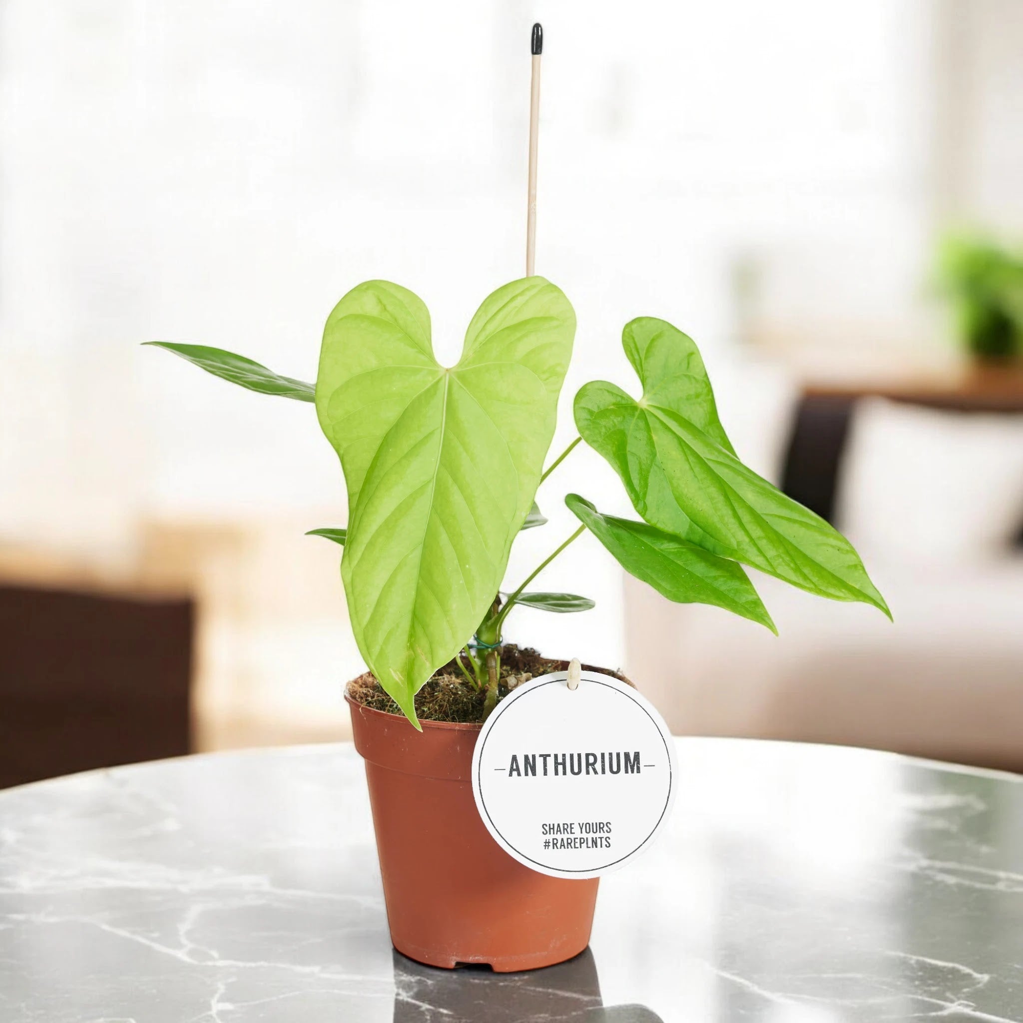 Anthurium 'Balaloanum'