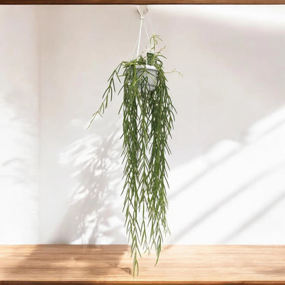 Hoya linearis