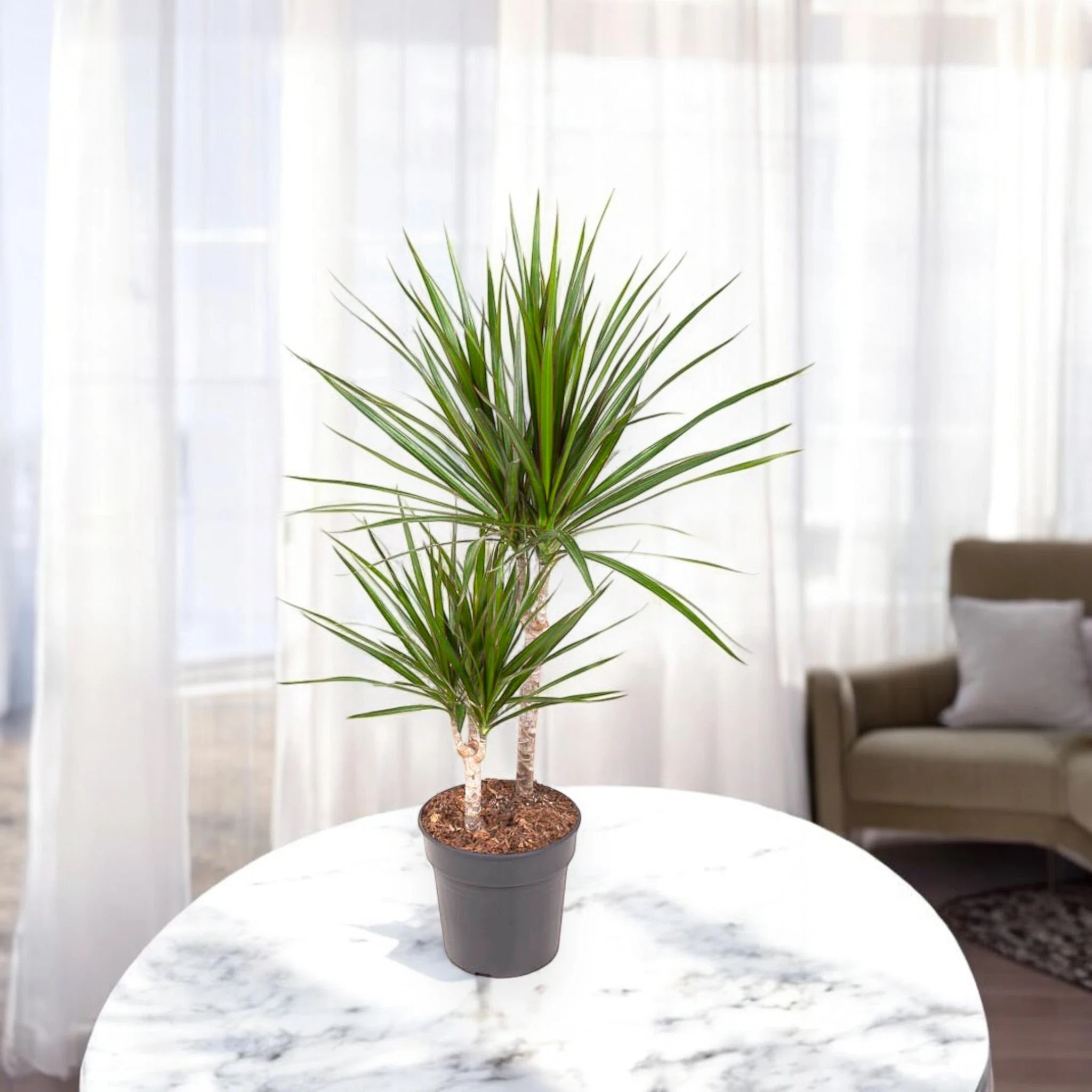 Dracaena fragrans marginata