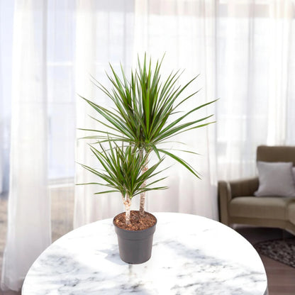 Dracaena fragrans marginata