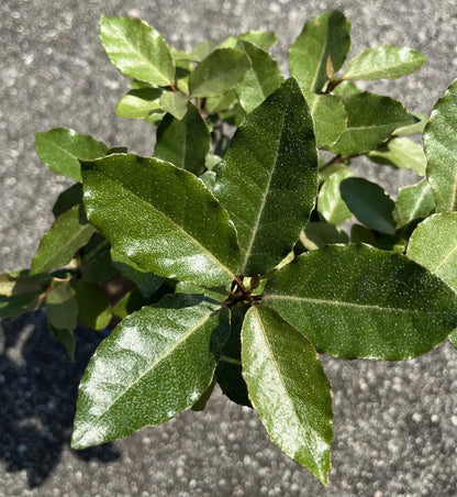 Elaeagnus × ebbingei 'Compacta'