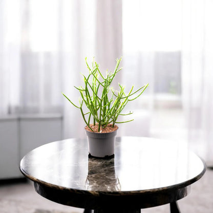 Euphorbia tirucalli