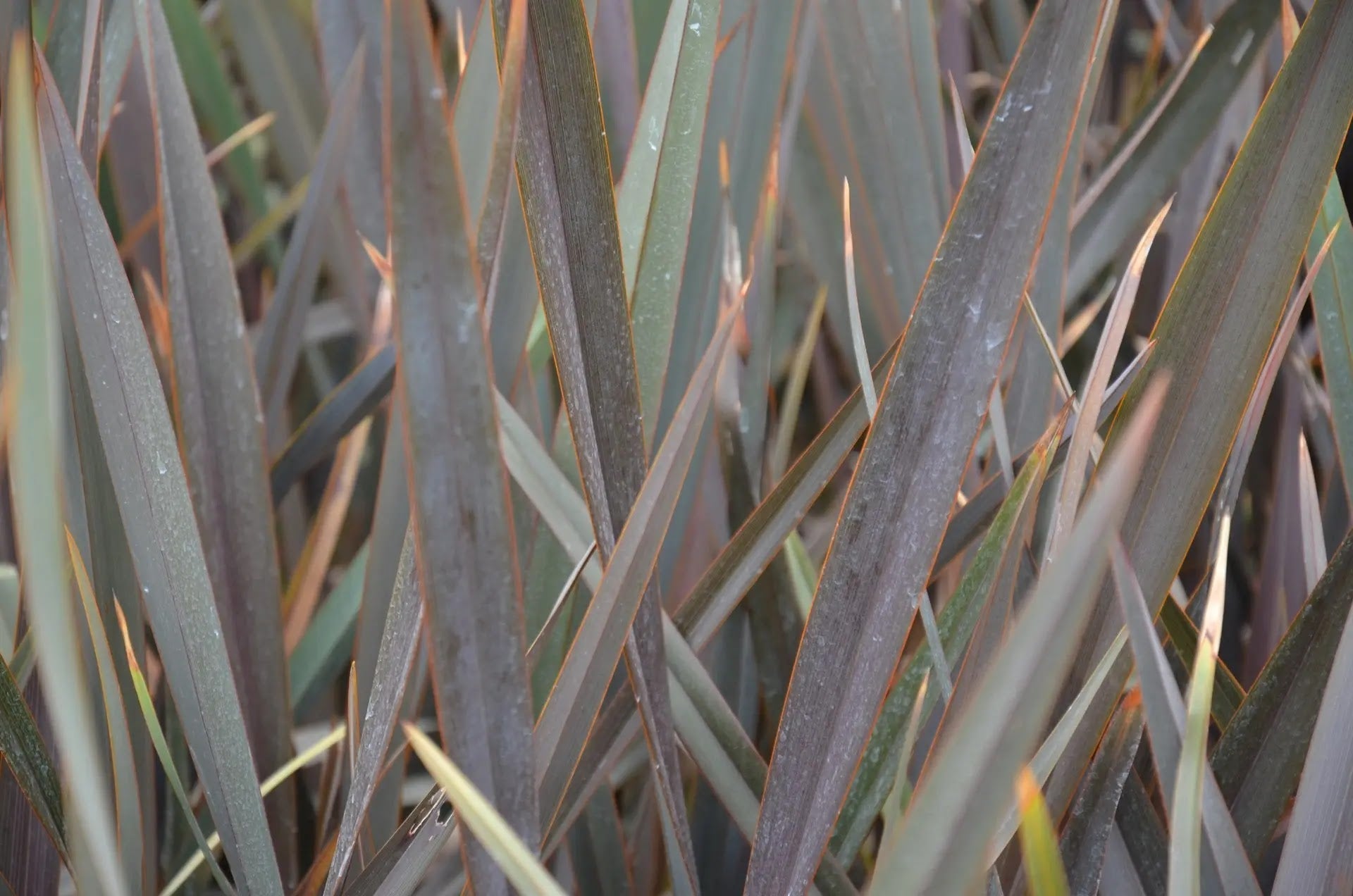 Dettaglio foglie nastriformi Phormium tenax colorazione porpora-rame intenso