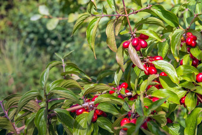 Corniolo - Cornus 'Mas'