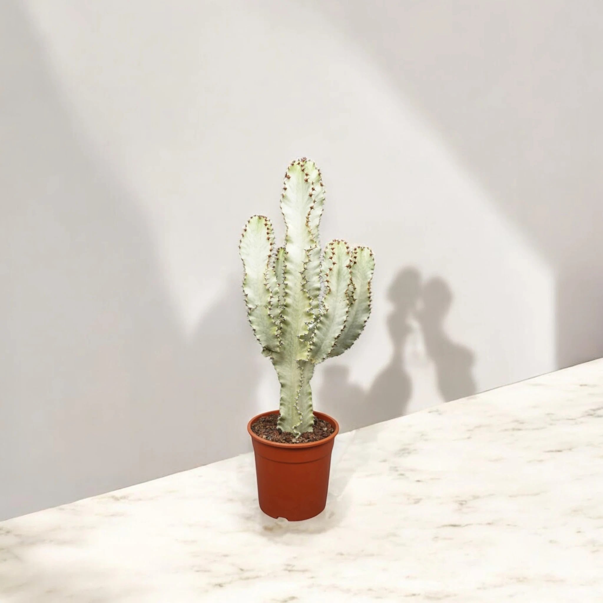 Euphorbia ingens