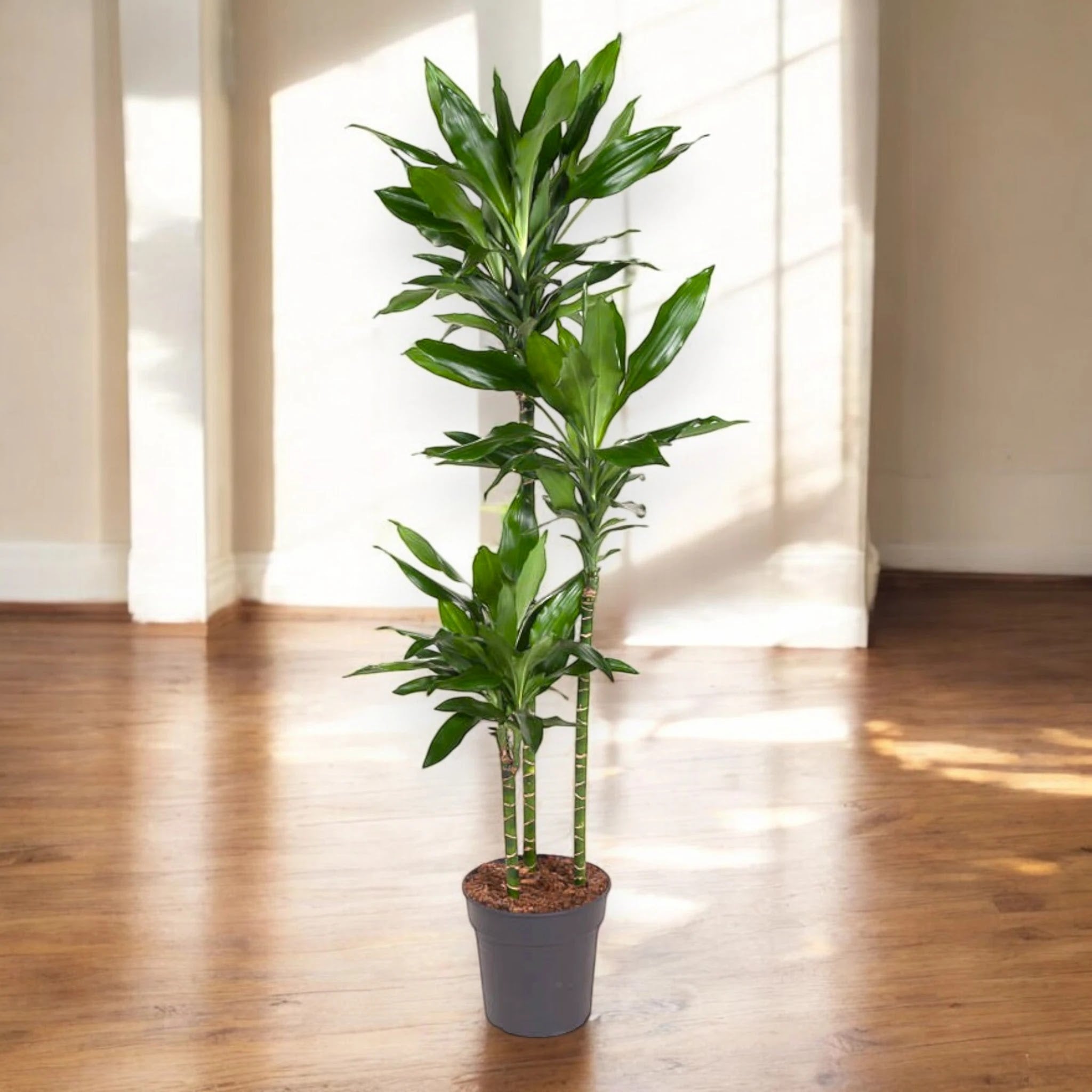 Dracaena fragrans 'Janet Lind'