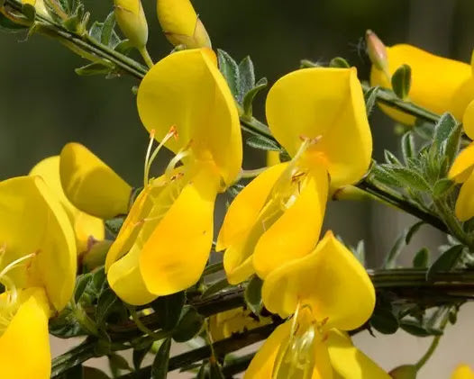 Cytisus scoparius Boskoop Ruby ginestra con fioritura abbondante rosso rubino in giardino