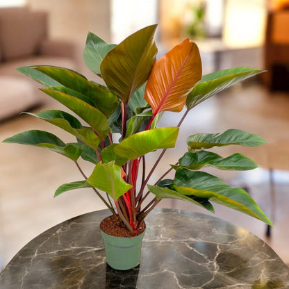 Philodendron Red Beauty con foglie rosso bordeaux in vaso bianco su sfondo neutro