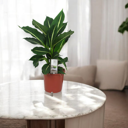 Dieffenbachia 'Green magic'