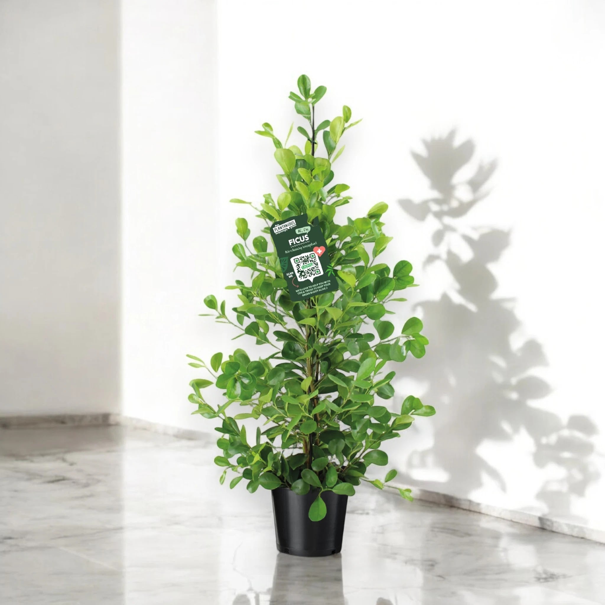 Ficus microcarpa 'Moclame'