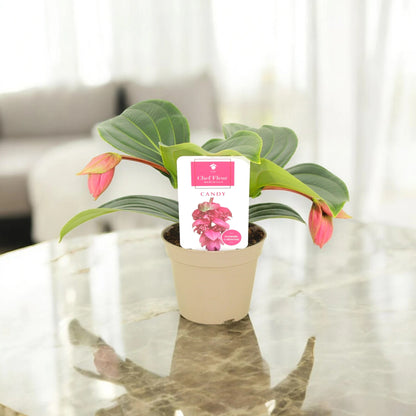 Medinilla magnifica