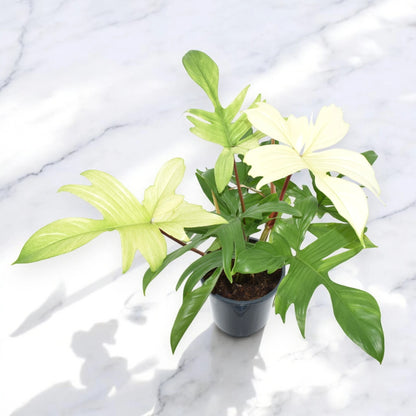 Philodendron 'Florida Ghost'