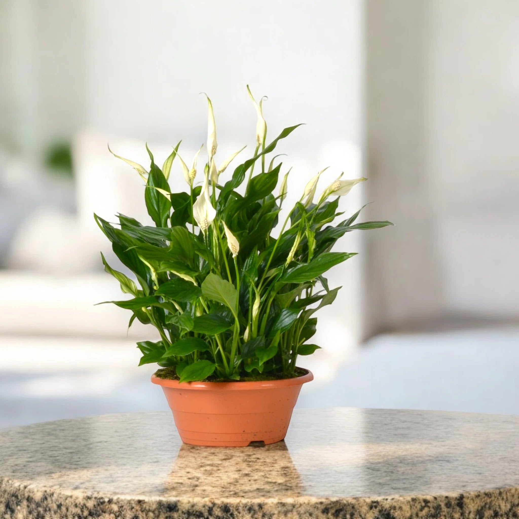 Spathiphyllum 'Bellini'