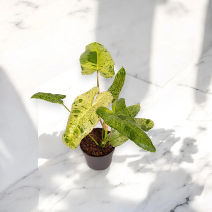 Dettaglio foglia Philodendron Paraiso Verde con variegature marmorizzate verde e crema