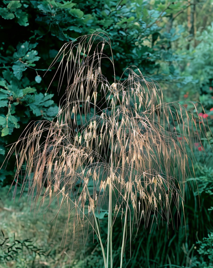 Dettaglio delle infiorescenze piumose giallo oro di Stipa gigantea in fioritura estiva
