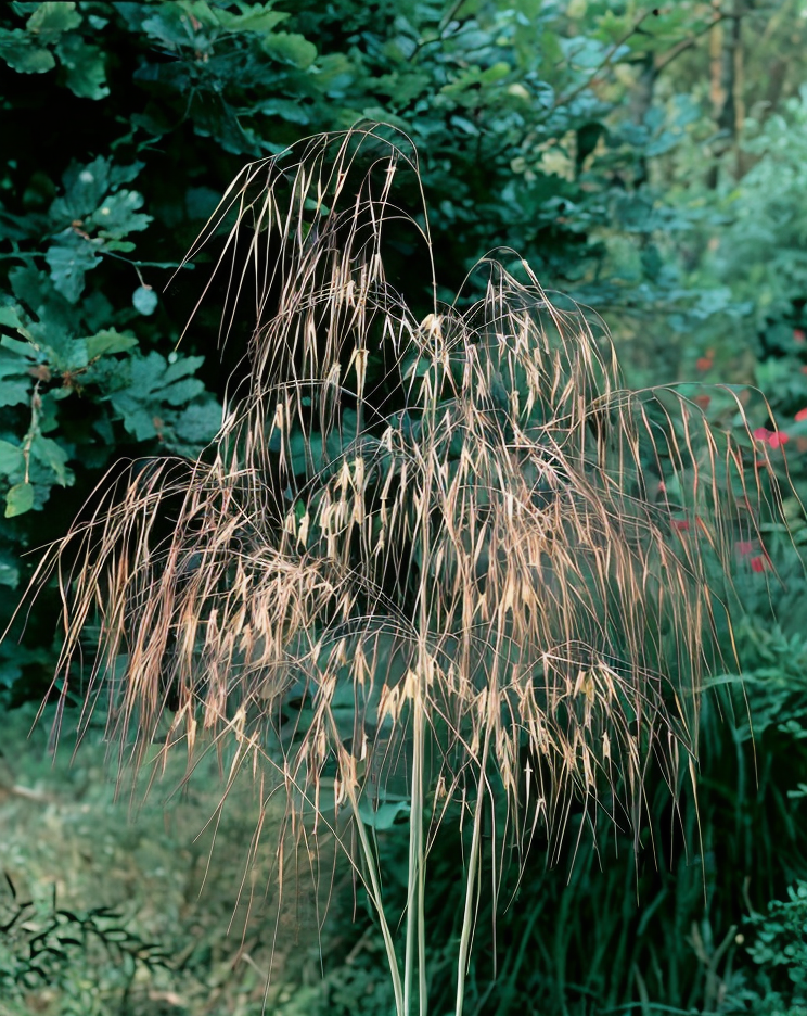 Dettaglio delle infiorescenze piumose giallo oro di Stipa gigantea in fioritura estiva