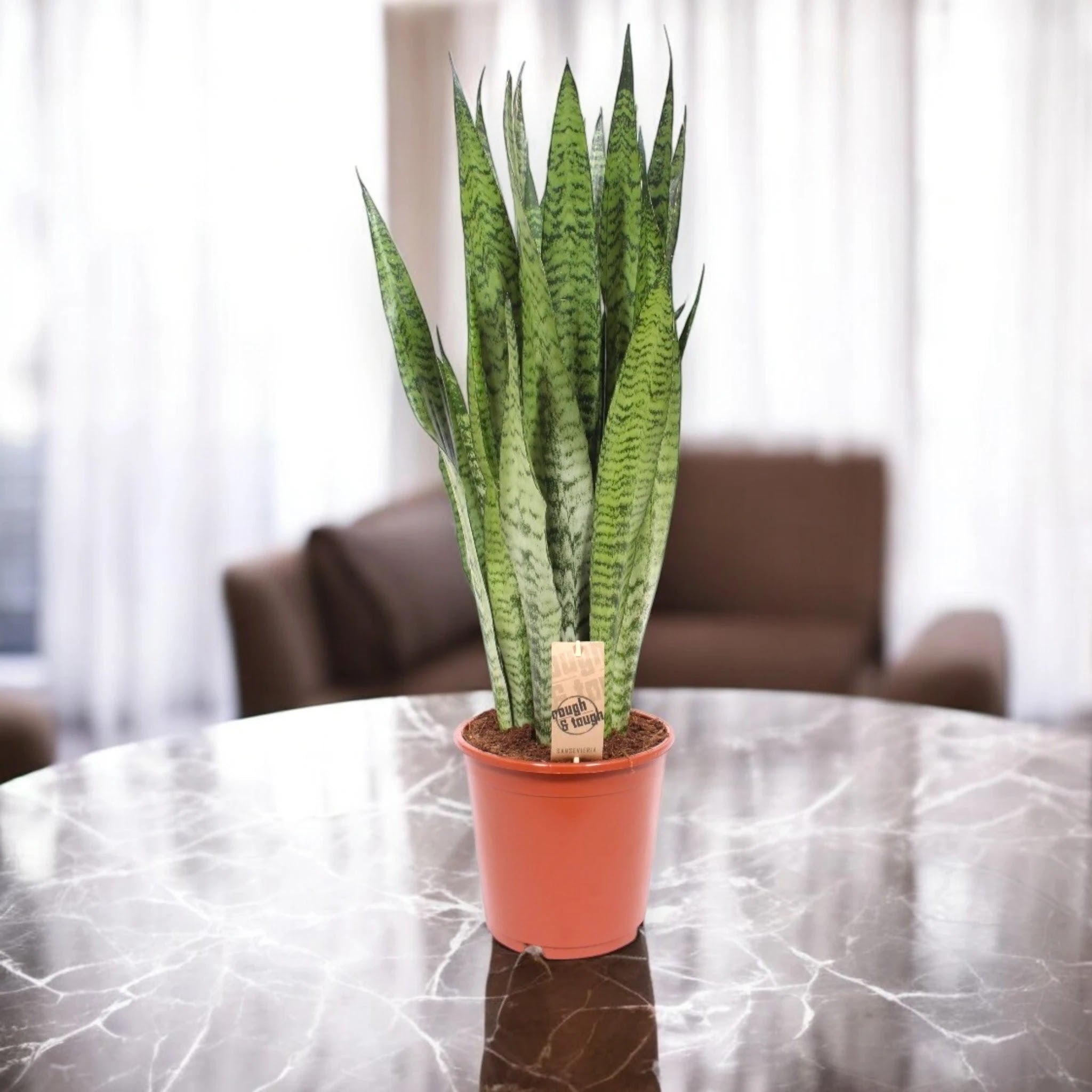 Sansevieria zeylanica