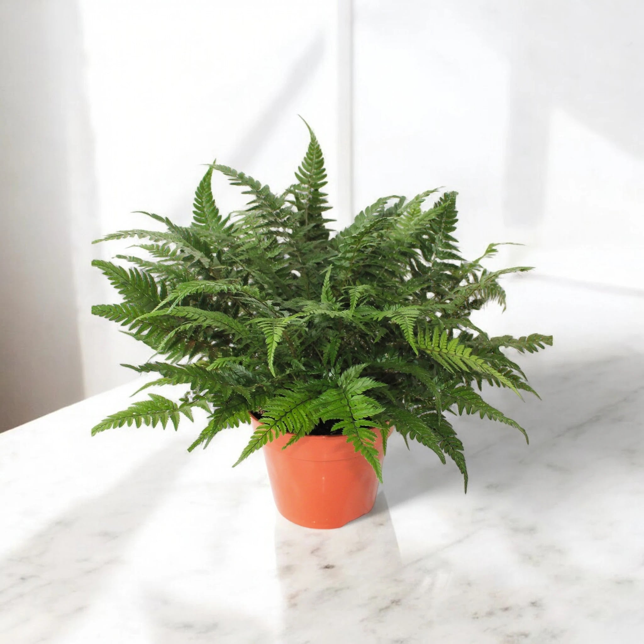 Athyrium spicatum