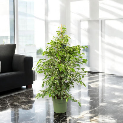 Ficus benjamina 'Golden King'