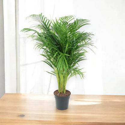 Areca - Dypsis lutescens