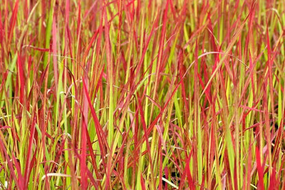 Imperata cylindrica Red Baron con foglie rosse in giardino moderno