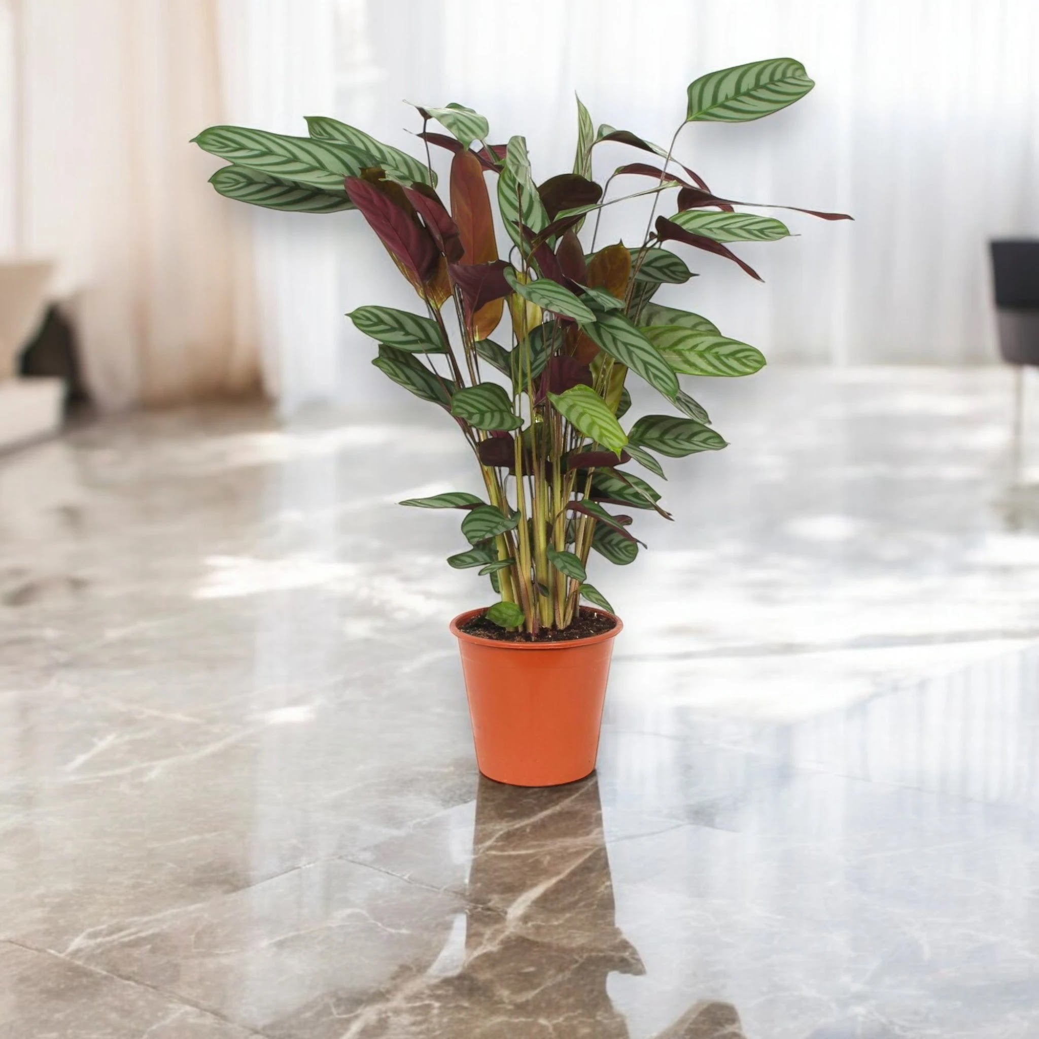 Ctenanthe setosa 'Compactstar'