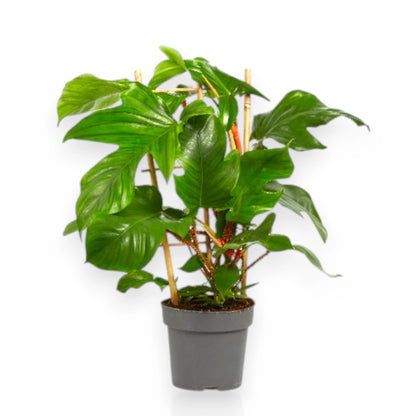 Philodendron squamiferum con foglie lobate e caratteristici piccioli rossi pelosi in vaso da interno