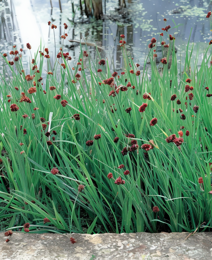 Juncus ensifolius con foglie nastriformi verdi in giardino acquatico naturale