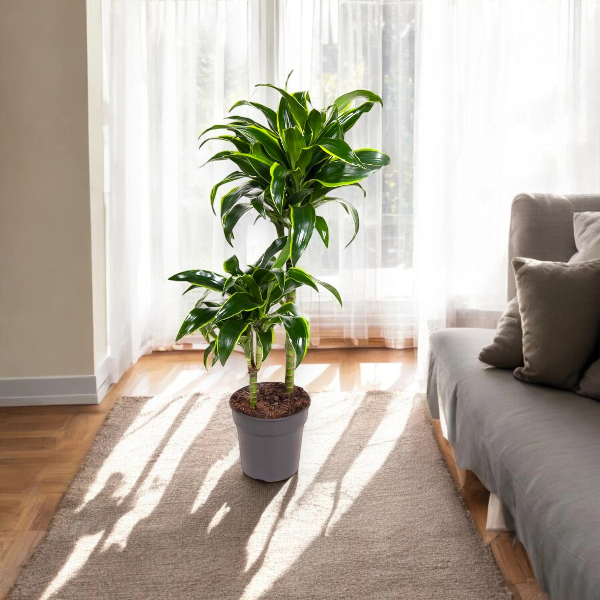 Dracaena fragrans 'Dorado'