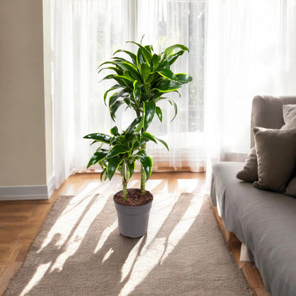 Dracaena fragrans 'Dorado'