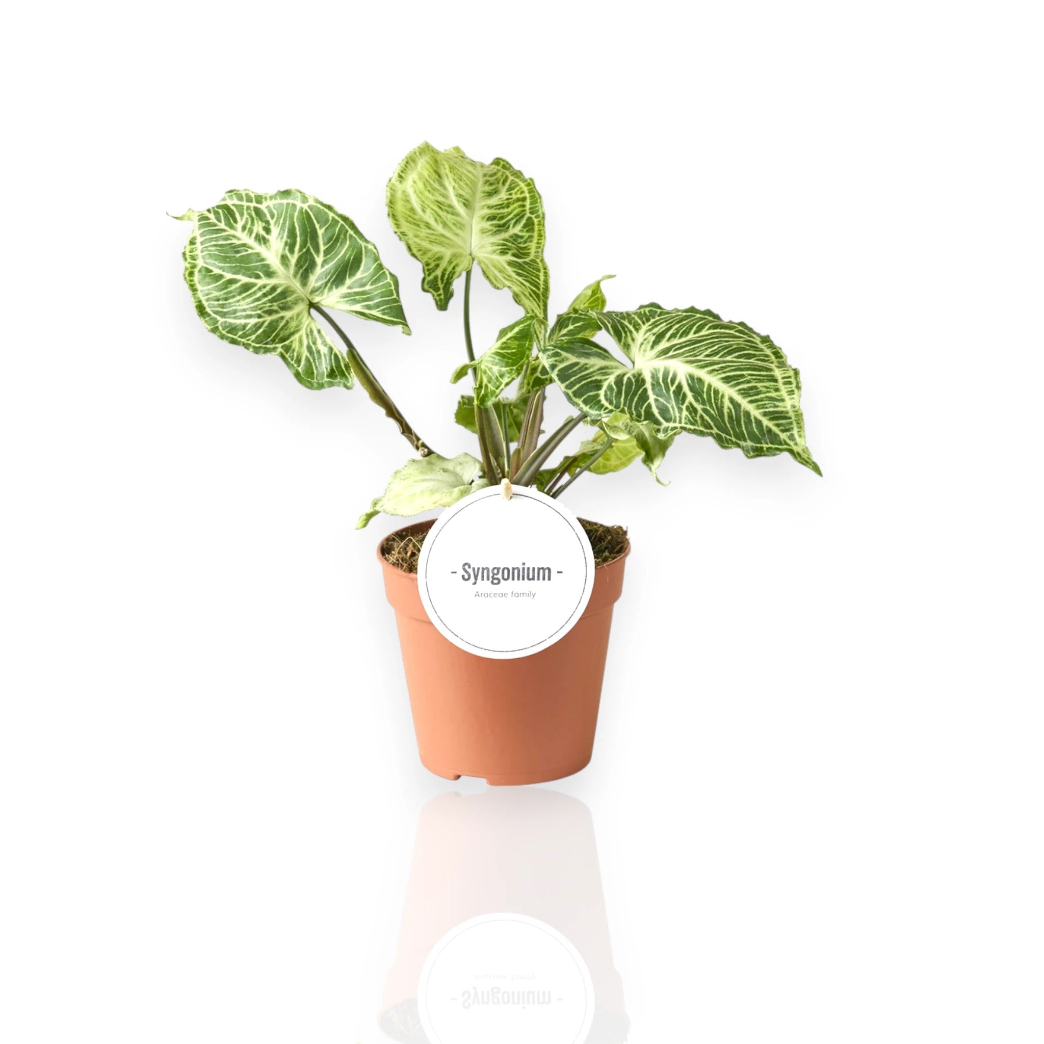 Syngonium Batik con foglie verdi variegate di crema in vaso da interno