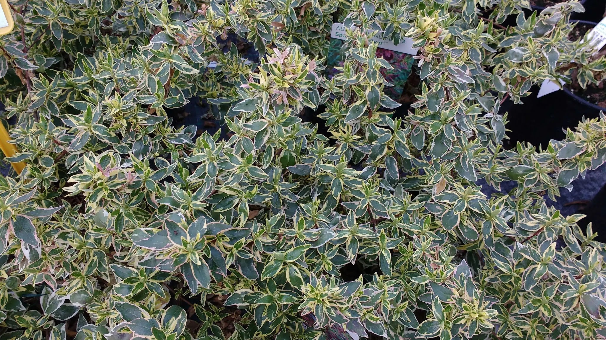 Abelia grandiflora 'Sparkling Silver'