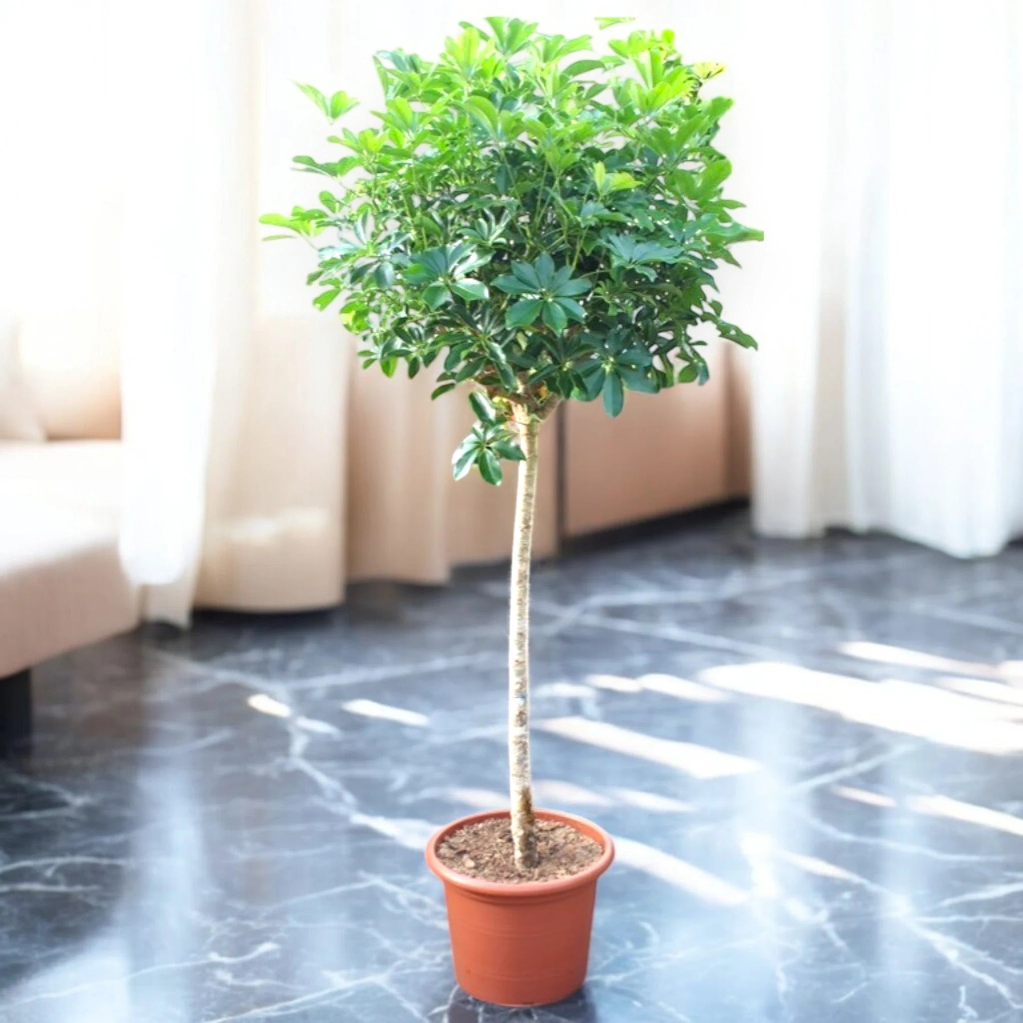 Schefflera arboricola 'Compacta'
