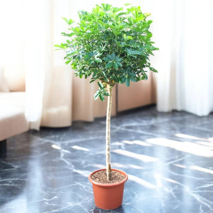 Schefflera arboricola 'Compacta'
