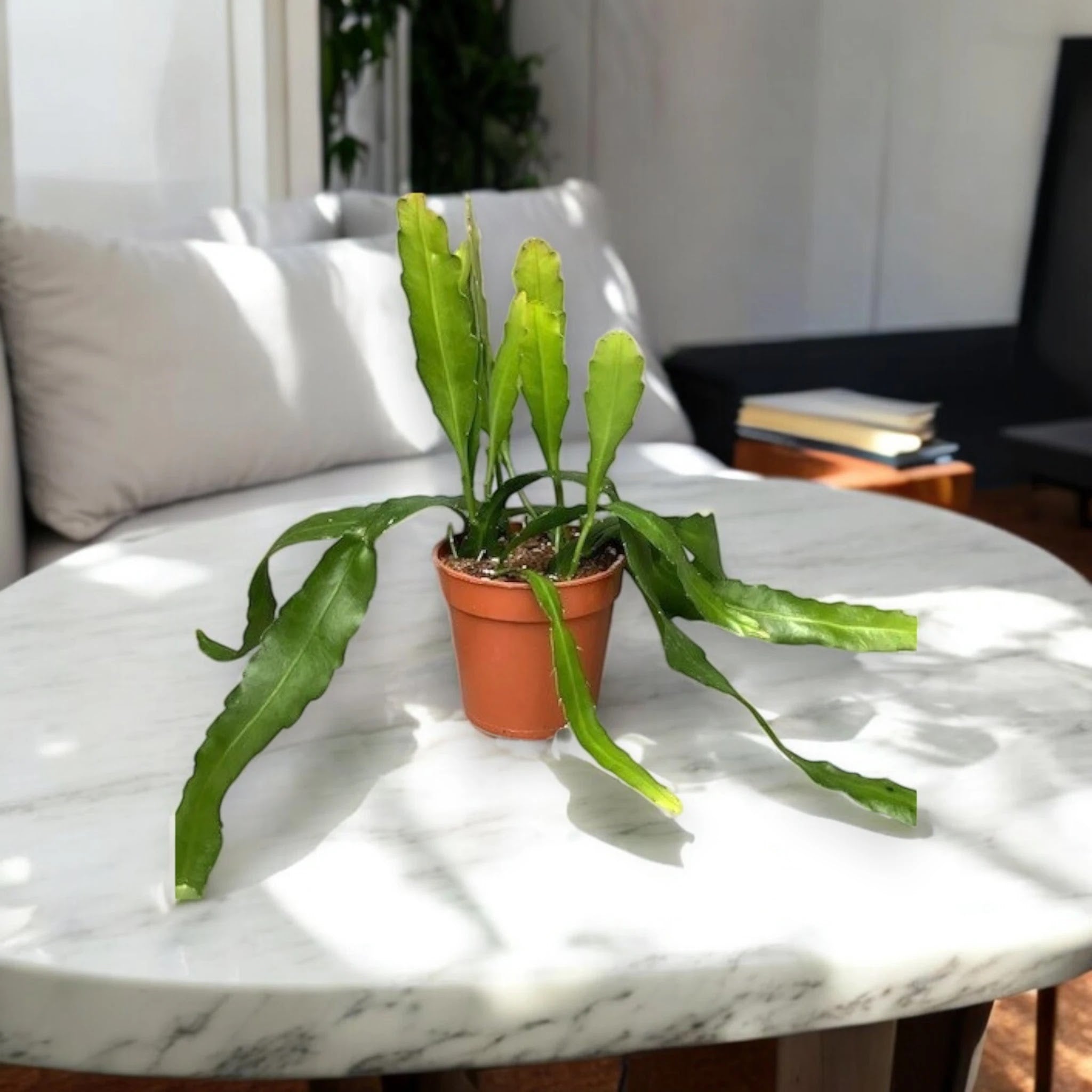 Epiphyllum fruhlingsgold