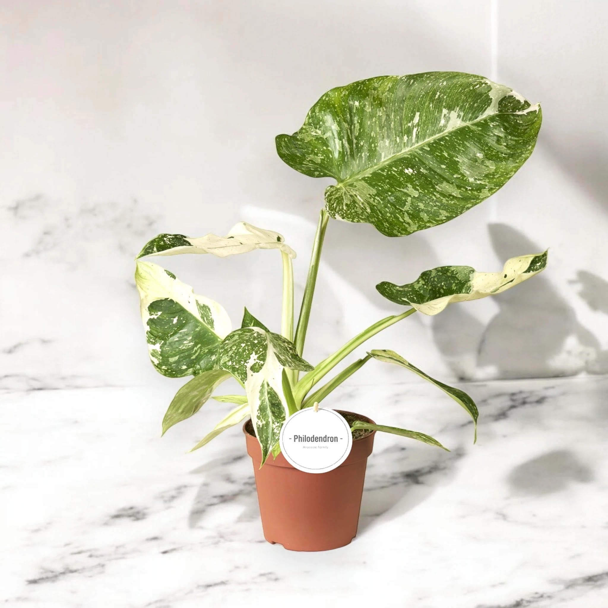 Philodendron 'Jose buono'