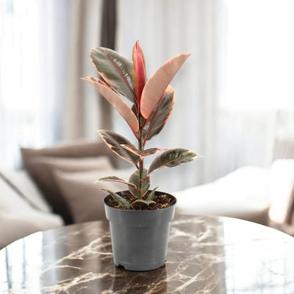 Ficus elastica 'Belize'