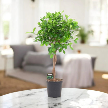 Ficus microcarpa 'Moclame'